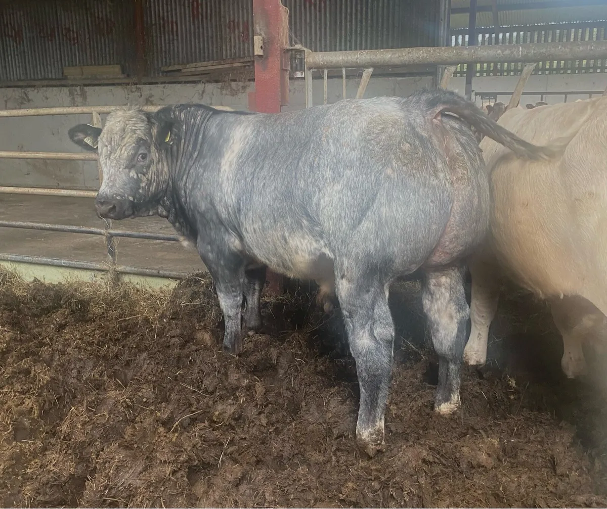 ⭐️Hybrid Bull Calf⭐️ - Image 4