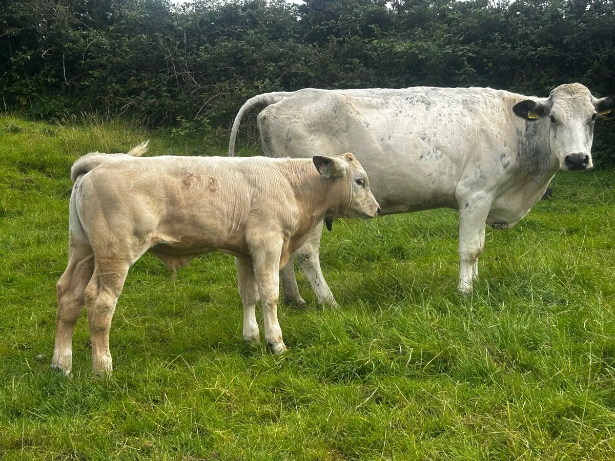 Belgium Blue Cow & Charolais Bull Calf - Image 1