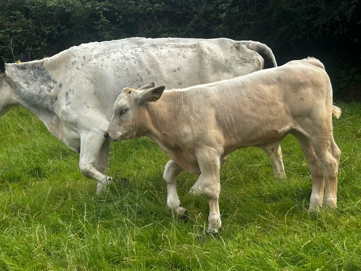 Belgium Blue Cow & Charolais Bull Calf - Image 2