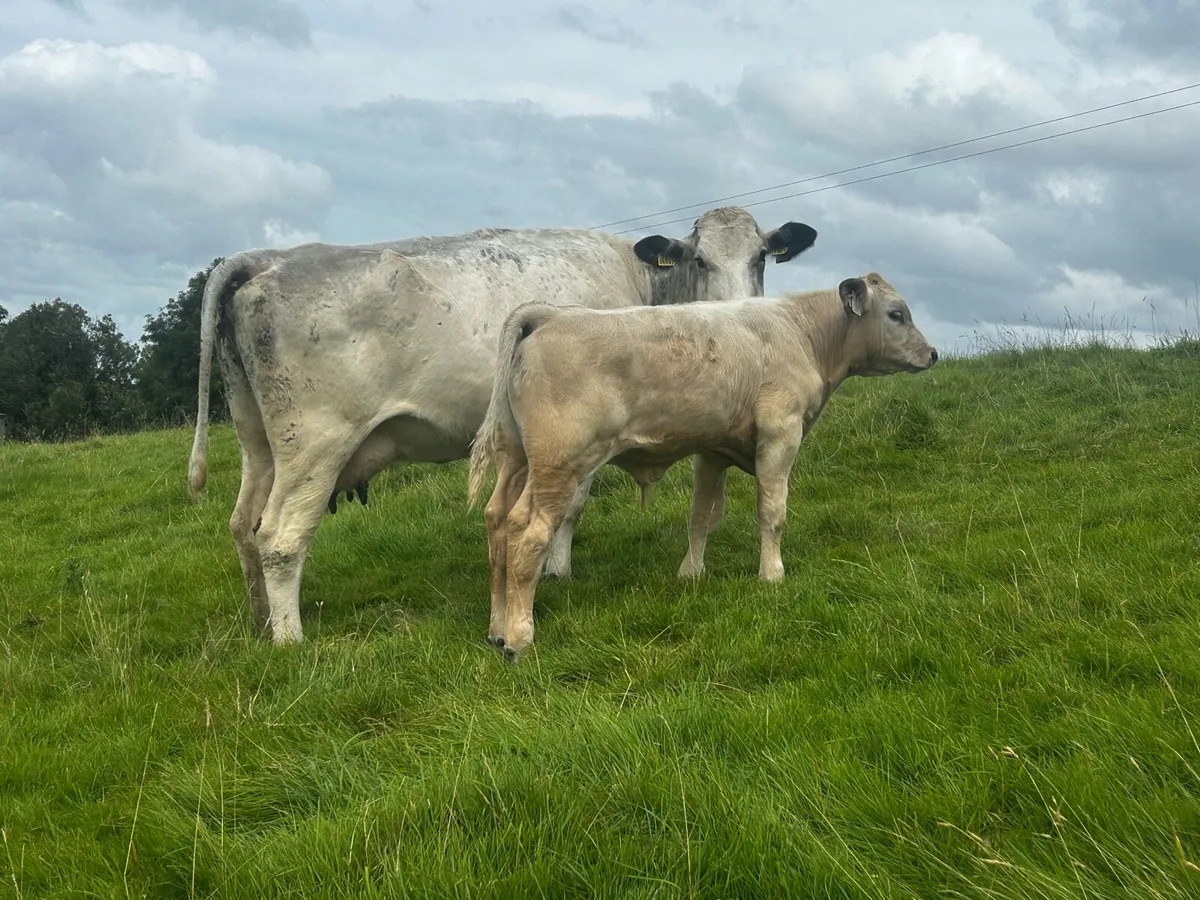 Belgium Blue Cow & Charolais Bull Calf - Image 3