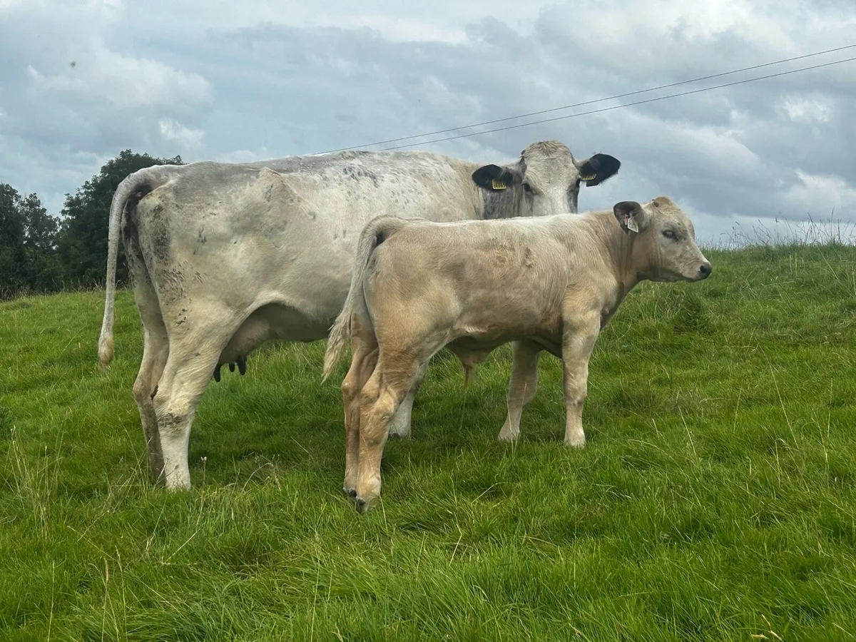 Belgium Blue Cow & Charolais Bull Calf - Image 4