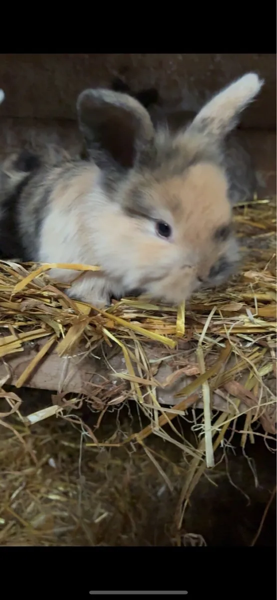 Baby rabbits - Image 2