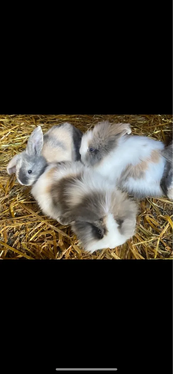 Baby rabbits - Image 3