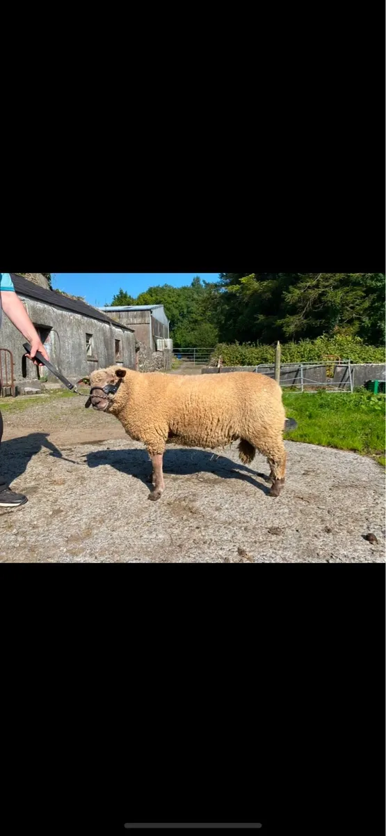 ⭐️Vendeen Ram Lambs⭐️ - Image 1