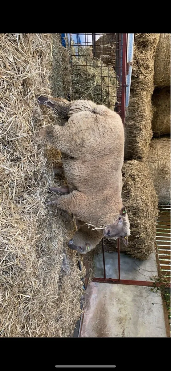 ⭐️Vendeen Ram Lambs⭐️ - Image 2