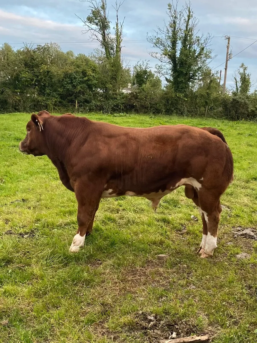 Weaning bull, Carrigallen August 9th - Image 3