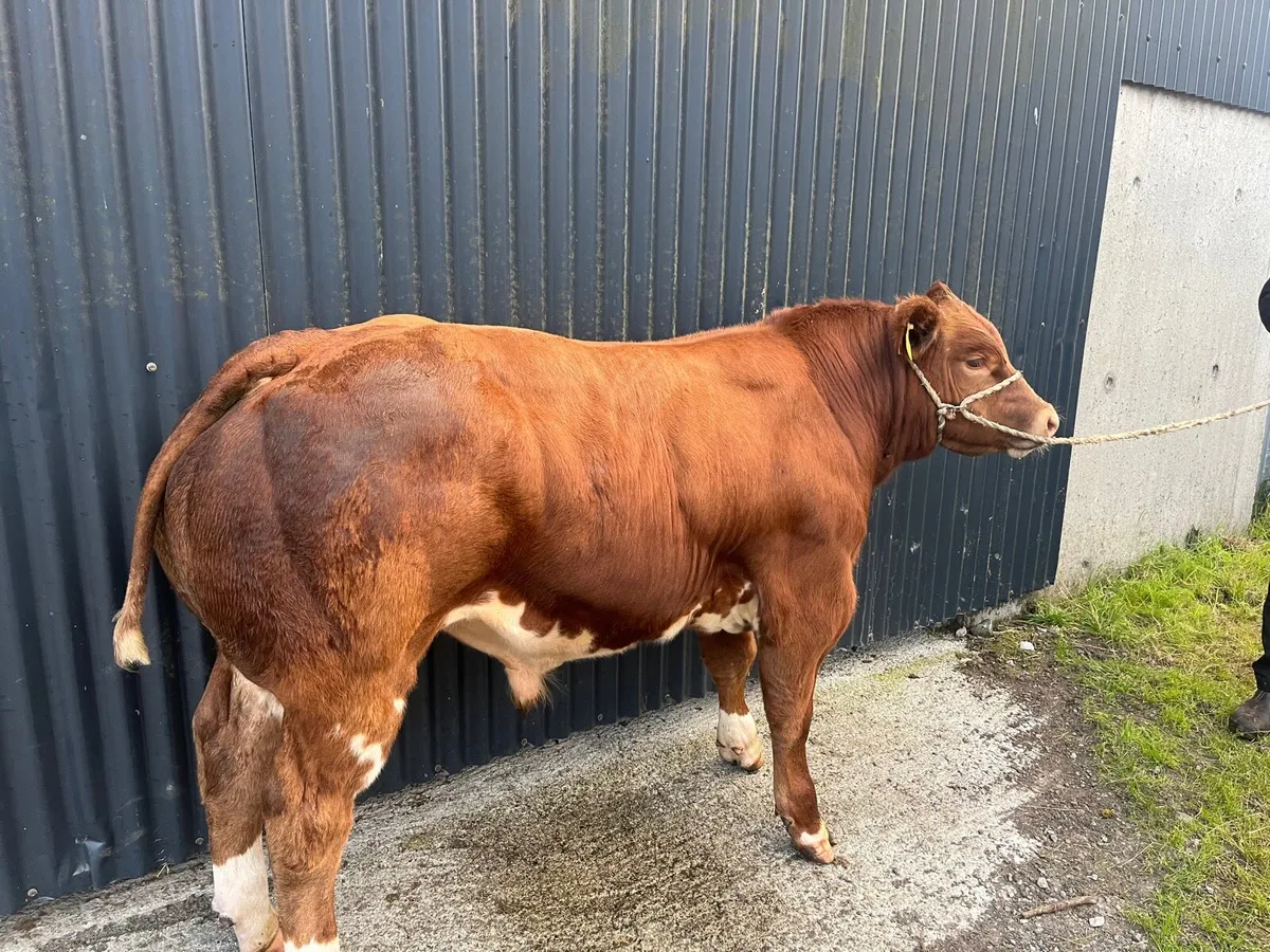Weaning bull, Carrigallen August 9th - Image 4
