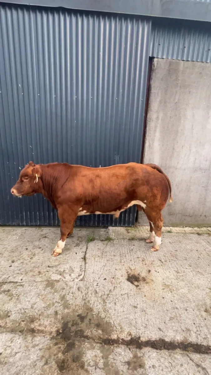 Weaning bull, Carrigallen August 9th - Image 1