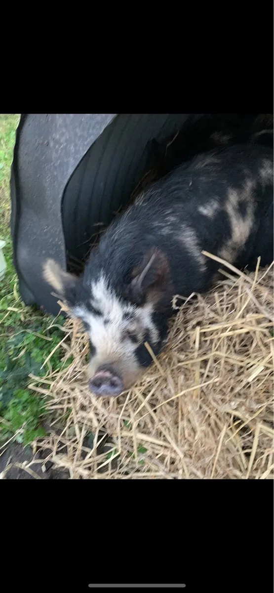 Kuhne pig - Image 1