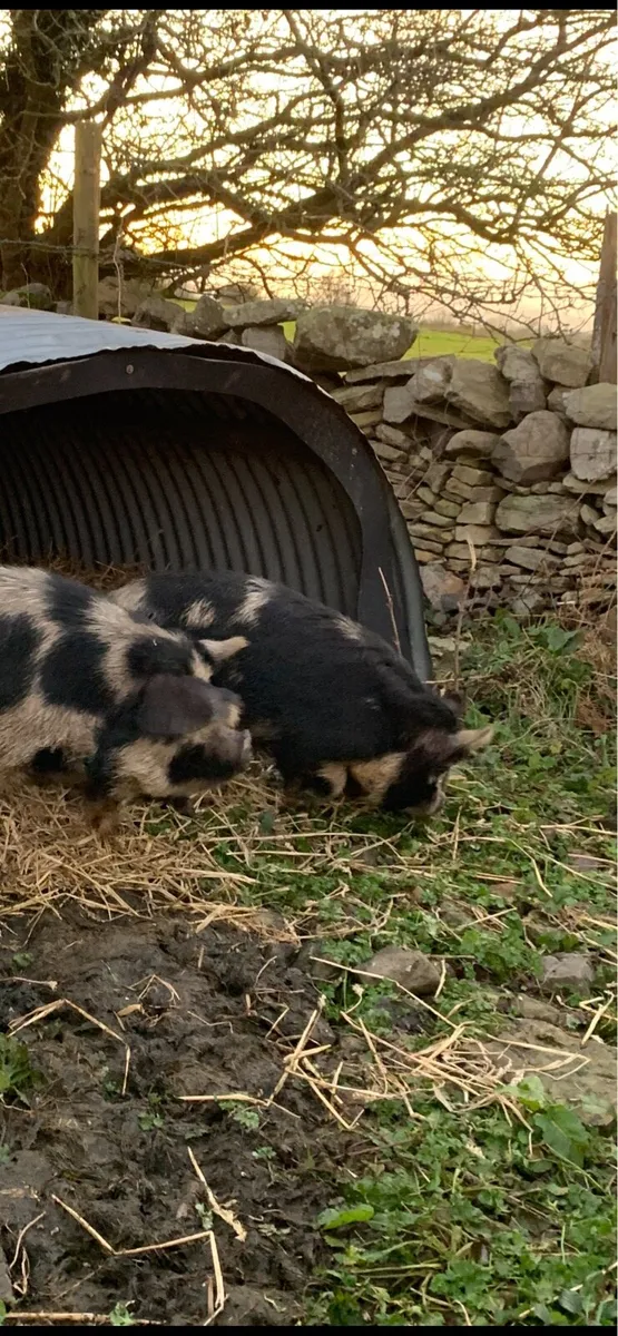 Kuhne pig - Image 2