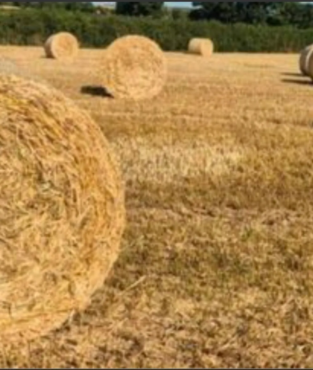 Spring Barley Straw - Image 2