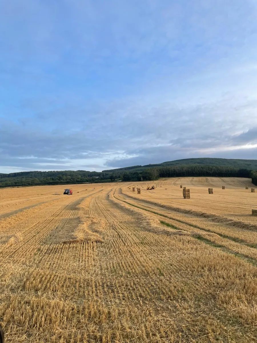 Round and square bales - Image 4