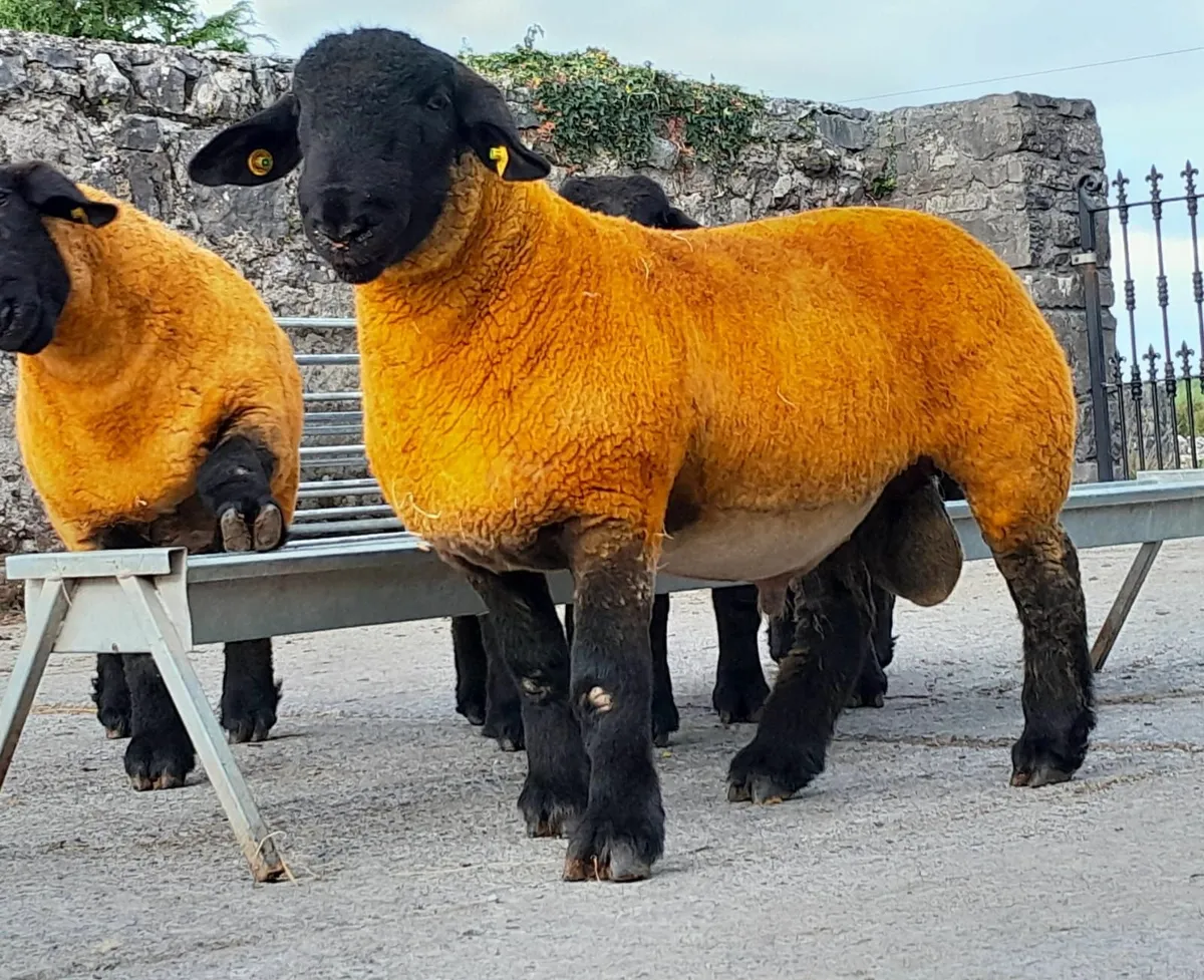 Suffolk Ram Lambs Roscommom Friday - Image 1
