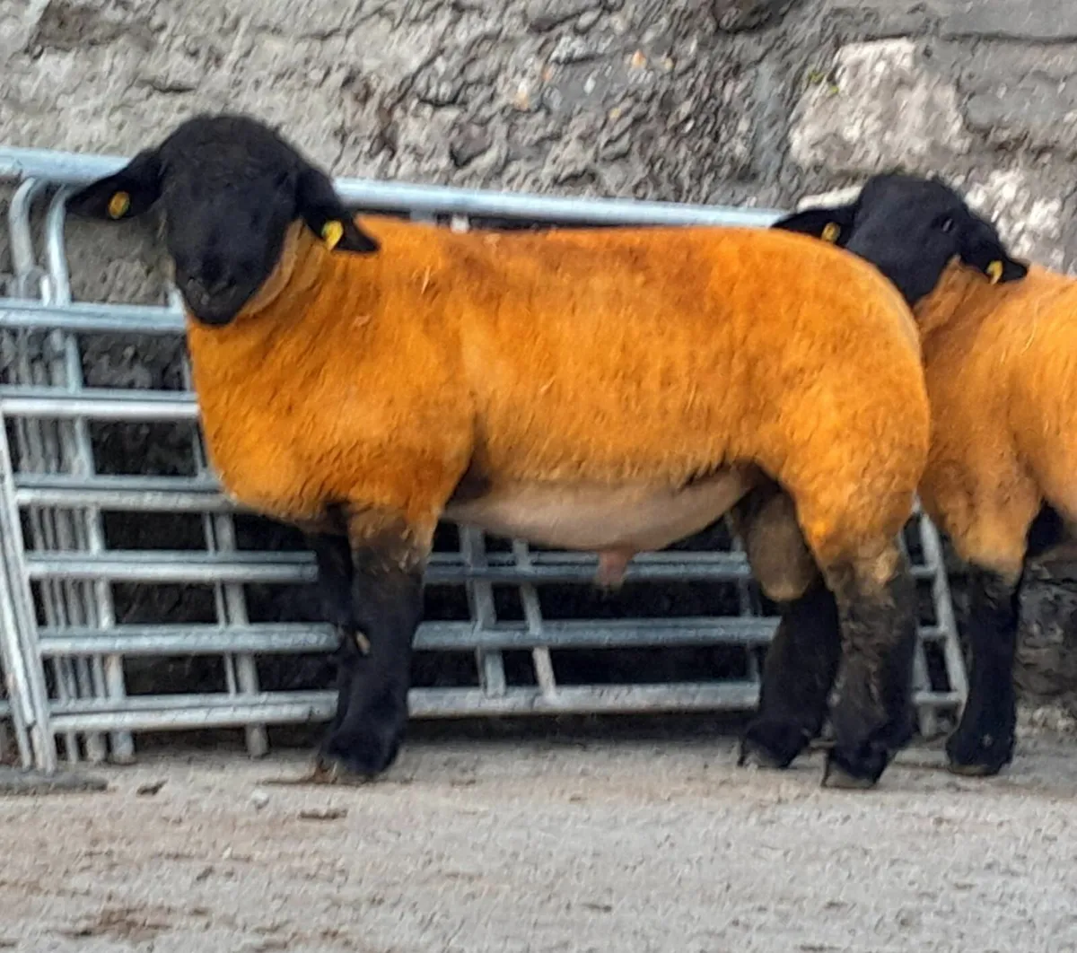 Suffolk Ram Lambs Roscommom Friday - Image 2