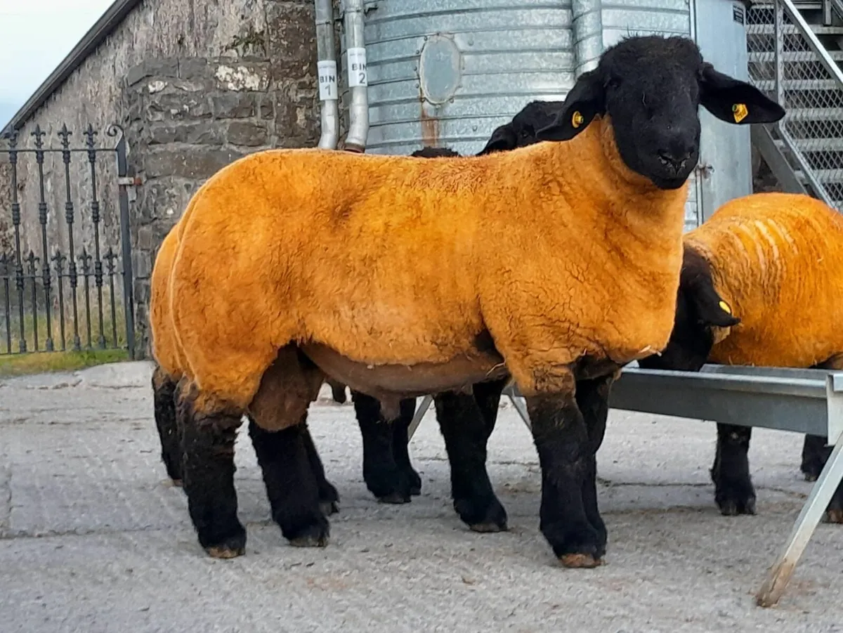 Suffolk Ram Lambs Roscommom Friday - Image 3