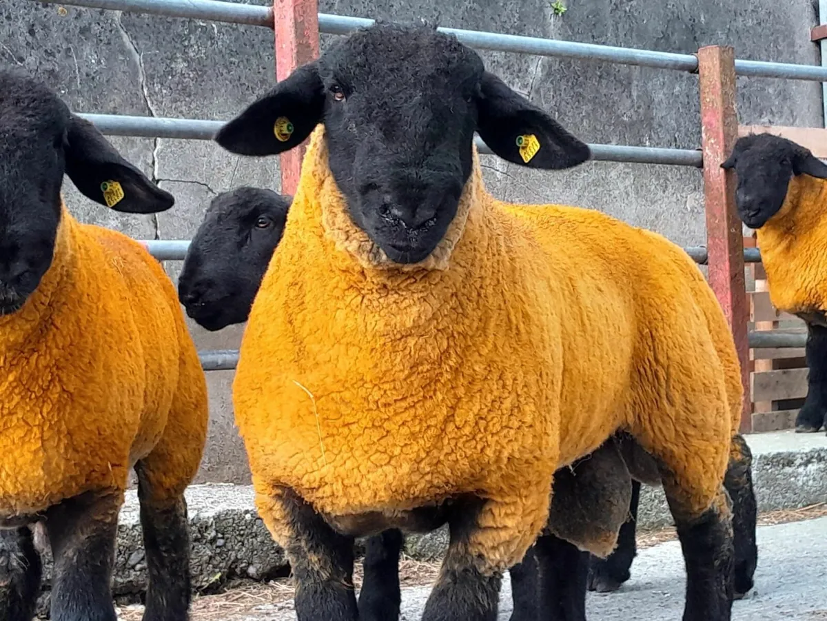 Suffolk Ram Lambs Roscommom Friday - Image 4