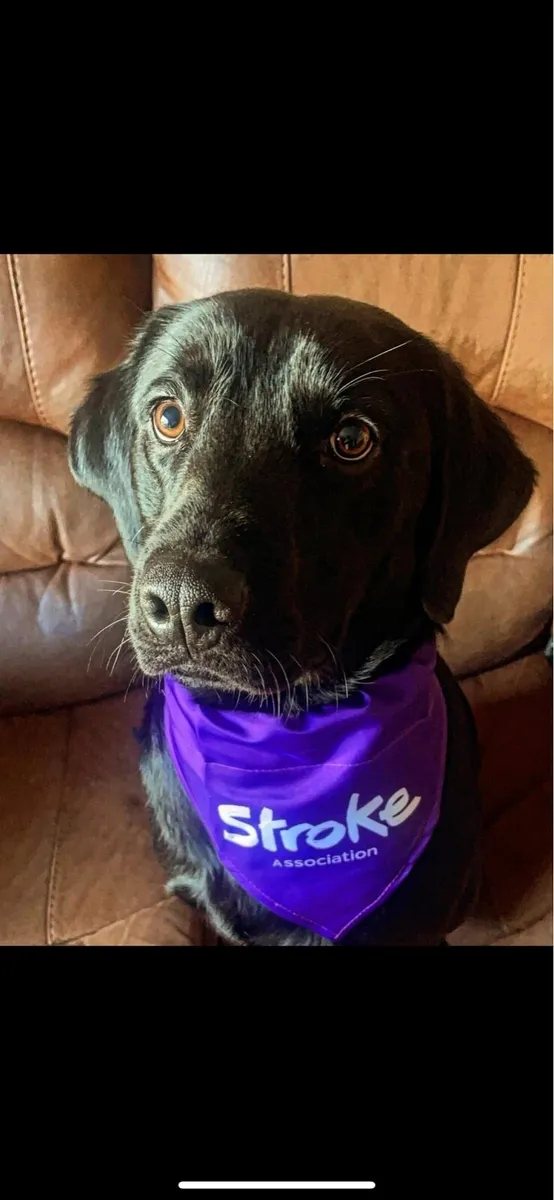 Full breed male 2yrs black Labrador - Image 1