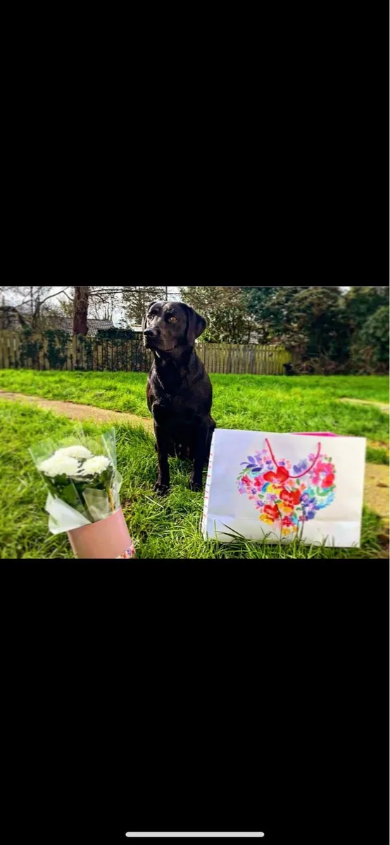 Full breed male 2yrs black Labrador - Image 2