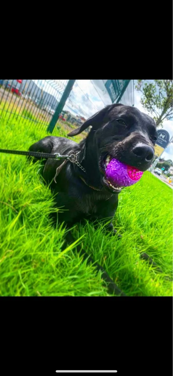 Full breed male 2yrs black Labrador - Image 3