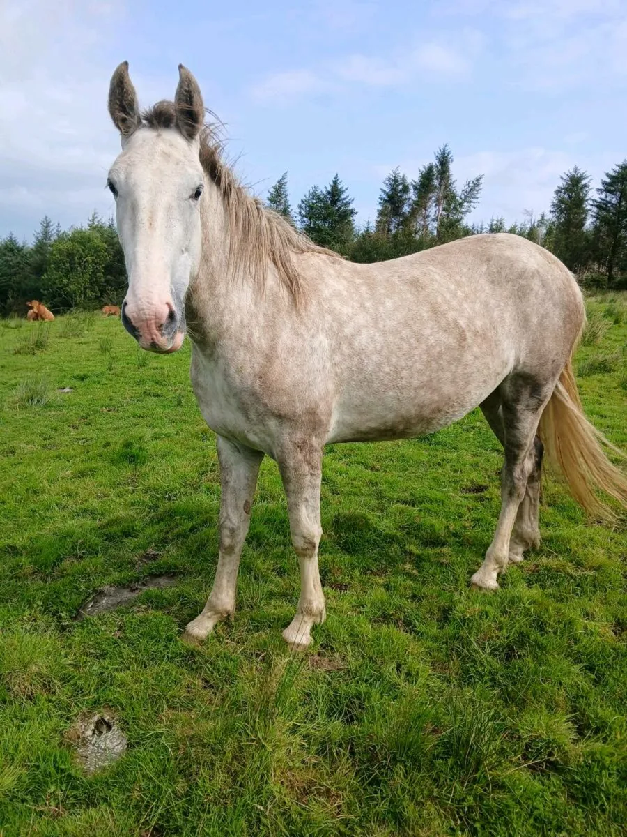 Horse - Image 1