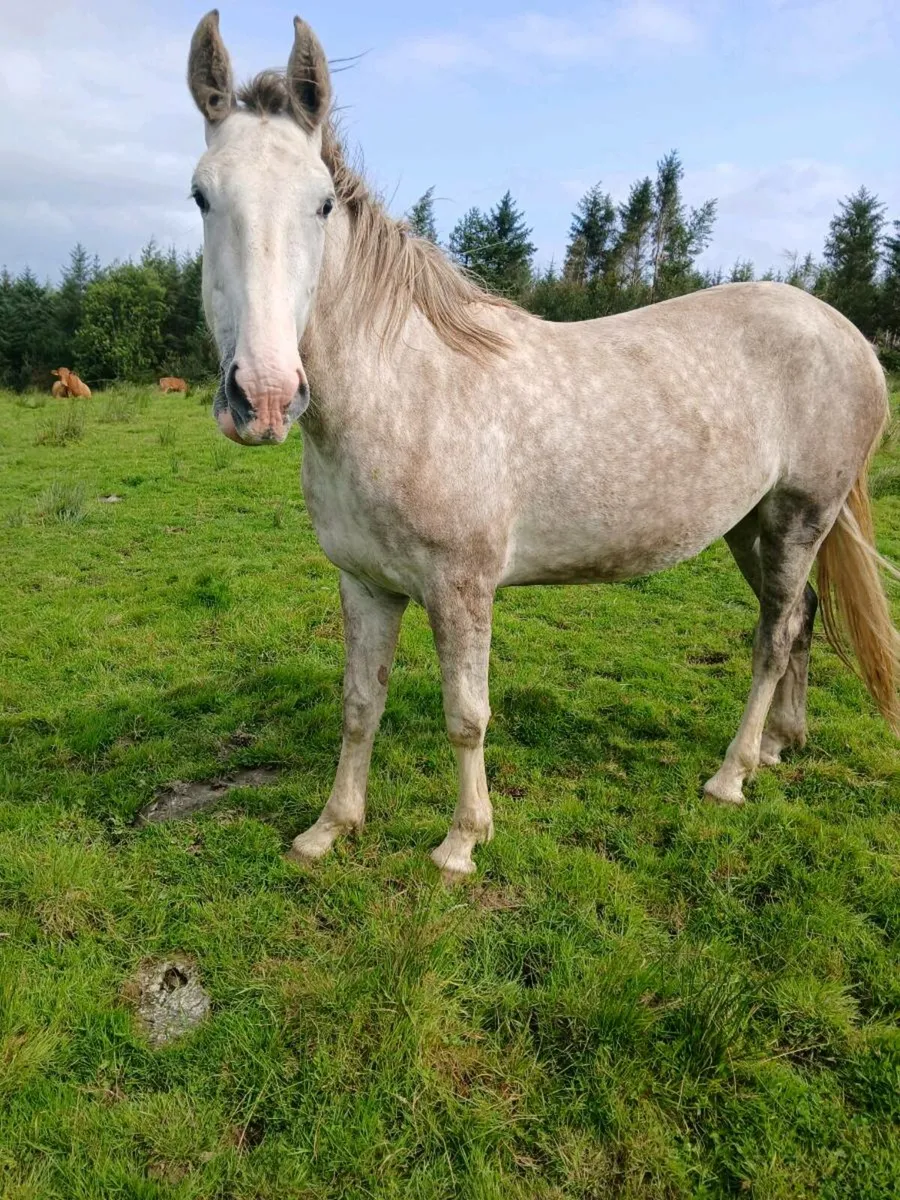Horse - Image 2