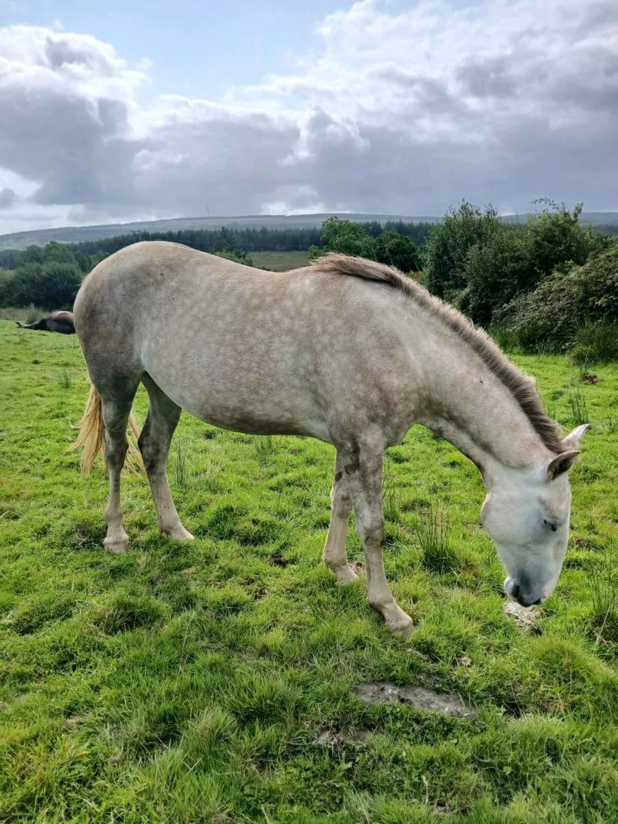 Horse - Image 3