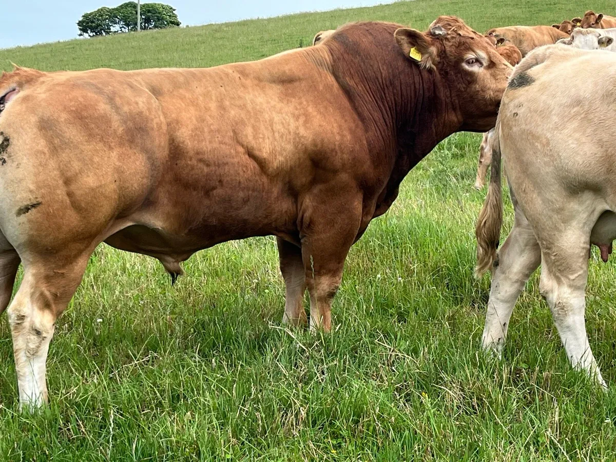 Bull - Image 1