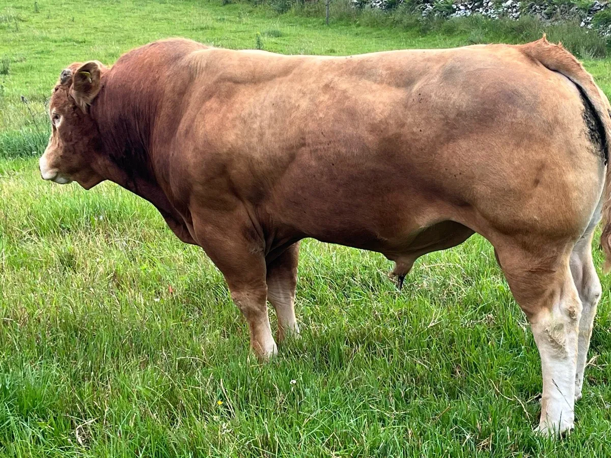Bull - Image 2