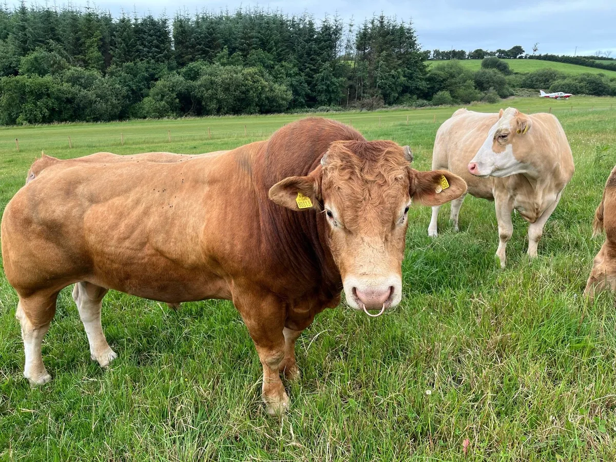 Bull - Image 3