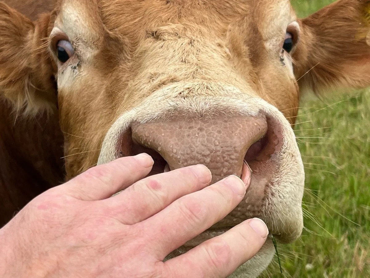 Bull - Image 4