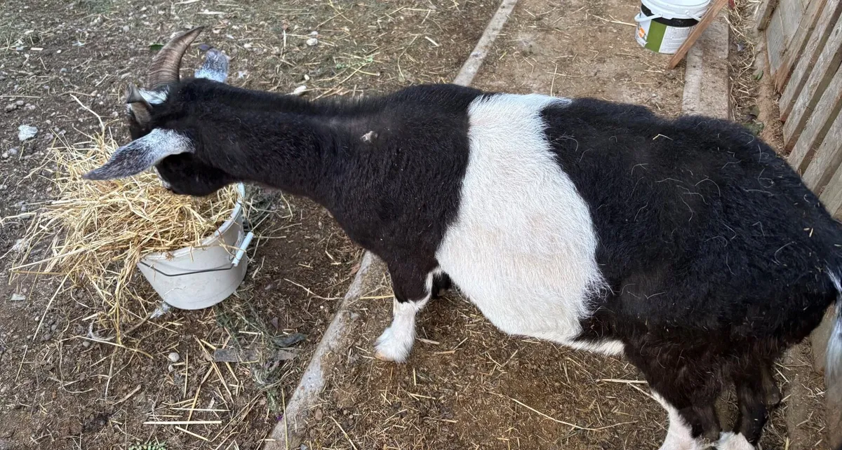 Pygmy Goats - Image 2
