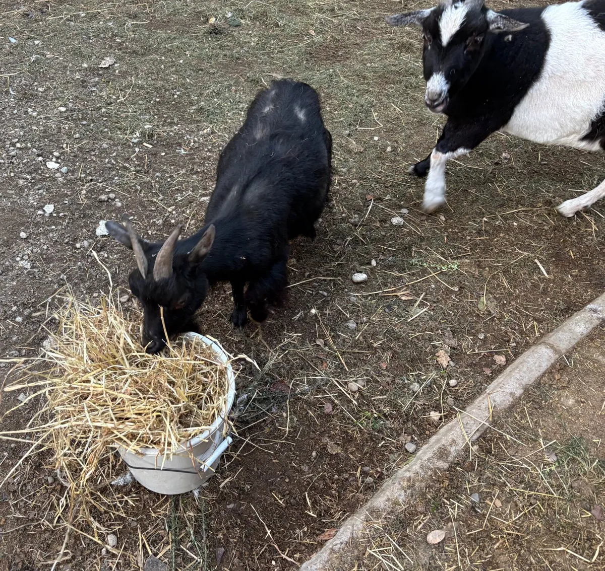 Pygmy Goats - Image 1