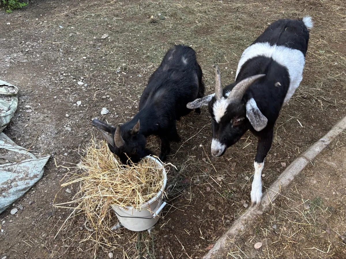 Pygmy Goats - Image 3