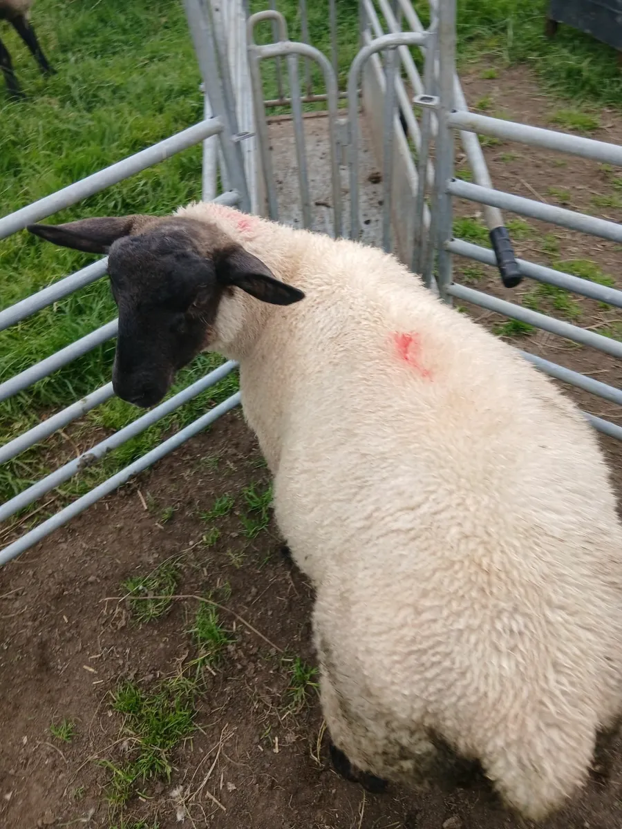 Ram lamb - Image 1