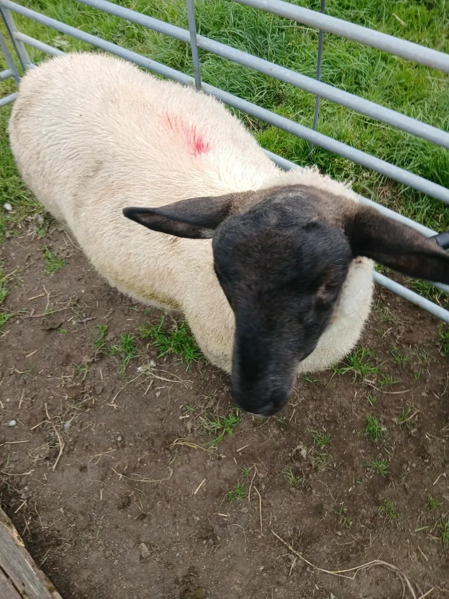 Ram lamb - Image 2