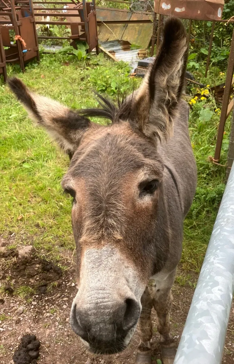 Donkeys - Image 1