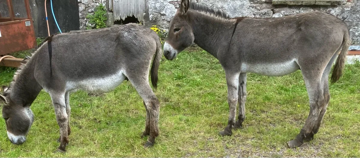 Donkeys - Image 2