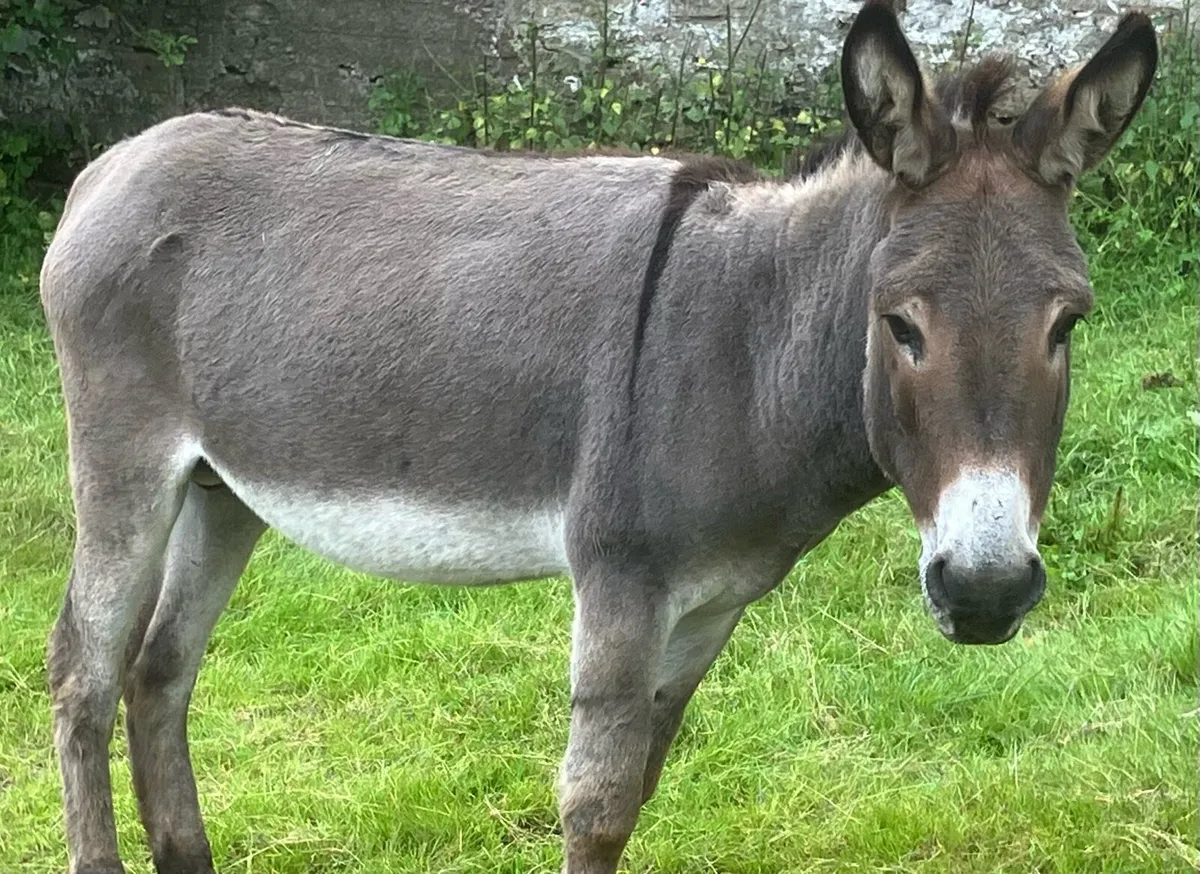 Donkeys - Image 3
