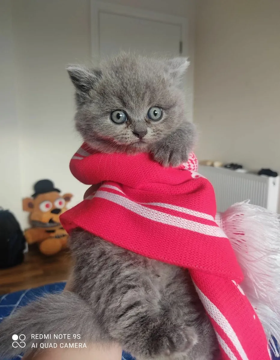 British   Shorthair kittens - Image 1