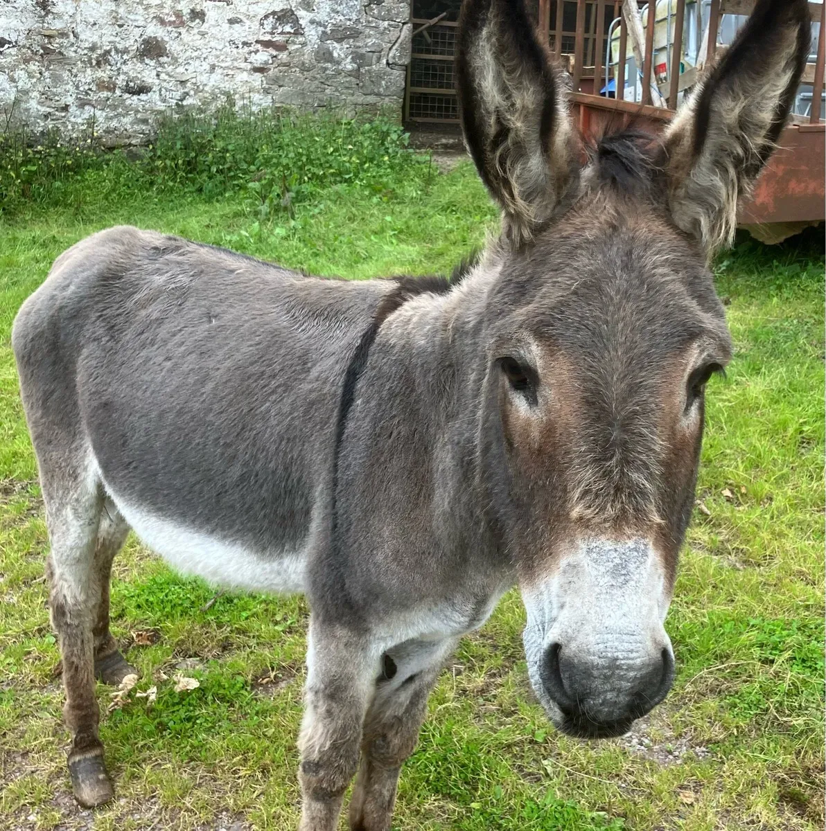 Donkeys - Image 4