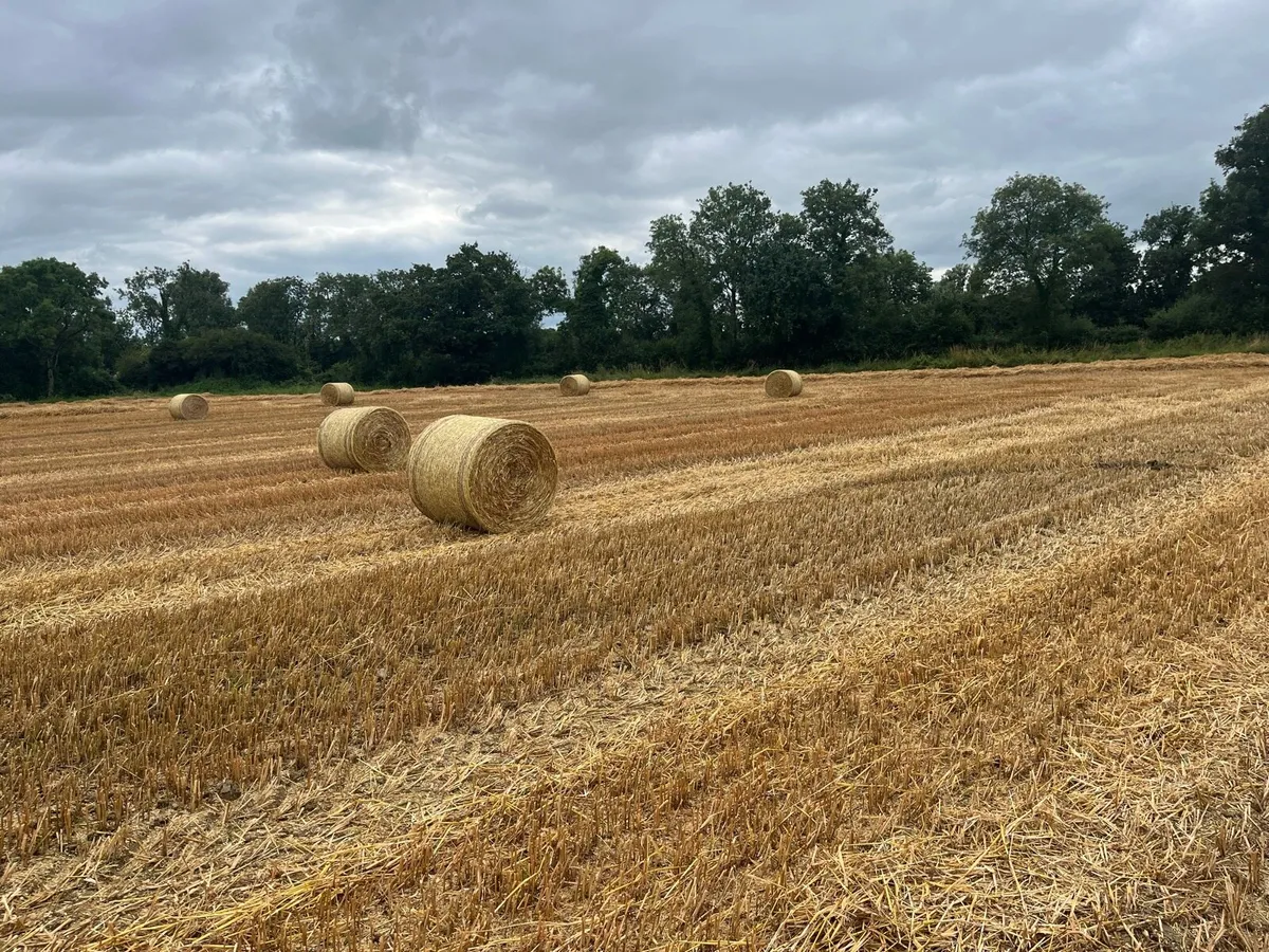Straw - Image 1