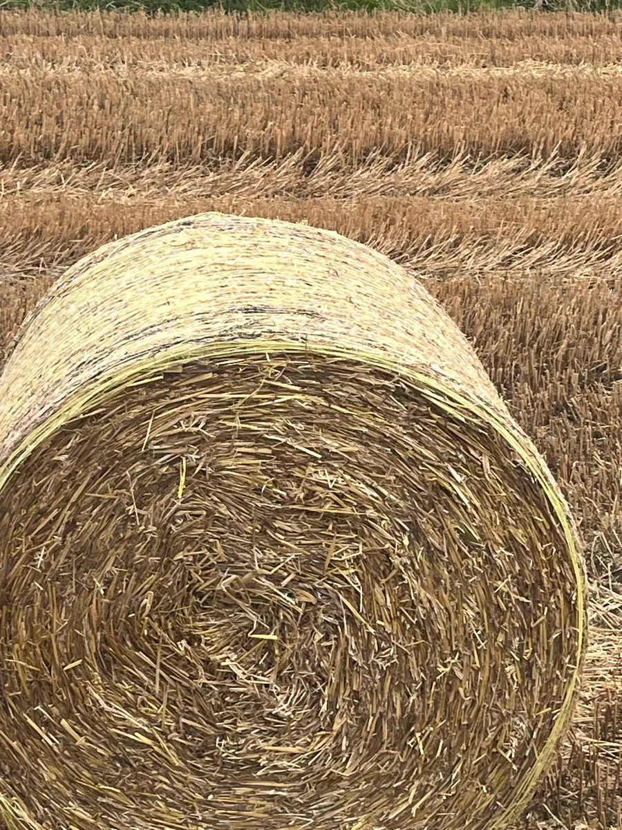 Straw - Image 2