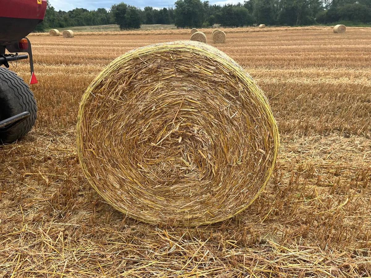 Straw - Image 3