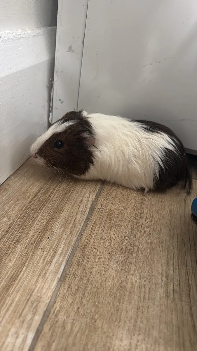 Guinea pig, cage, bedding and food - Image 1