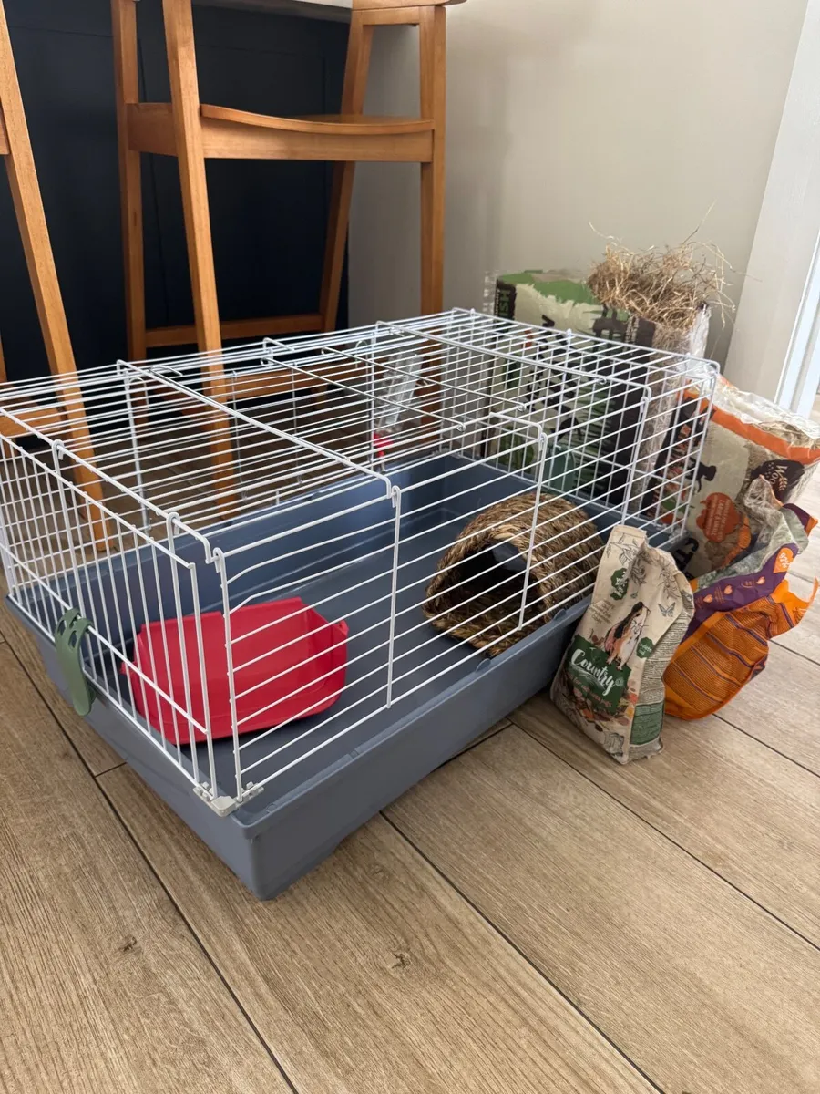 Guinea pig, cage, bedding and food - Image 2