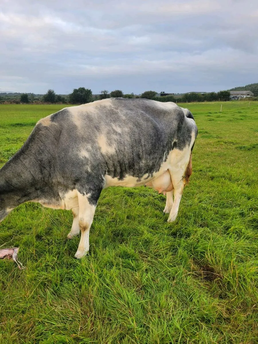 Foster cow - Image 1