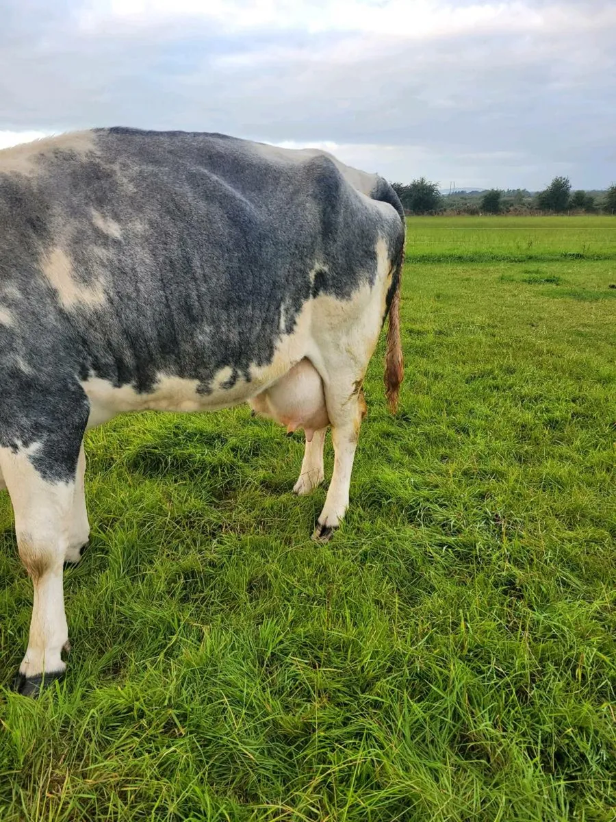 Foster cow - Image 2