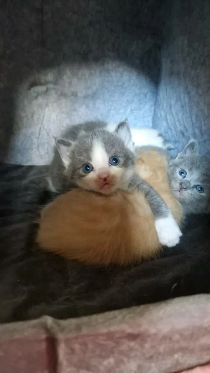 Sphynx x kittens - Image 1