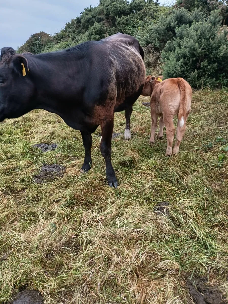 1 st Calver heifers with Calves - Image 1