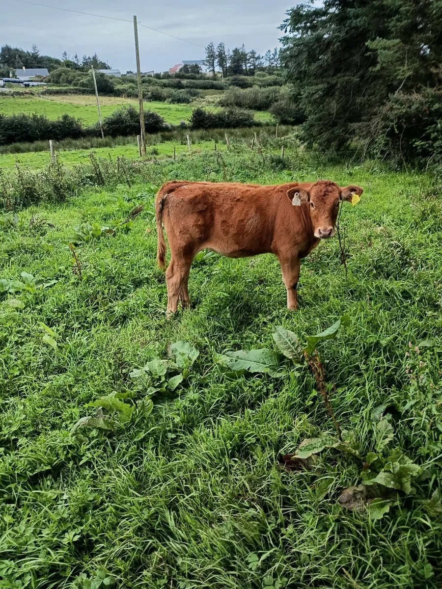 1 st Calver heifers with Calves - Image 2